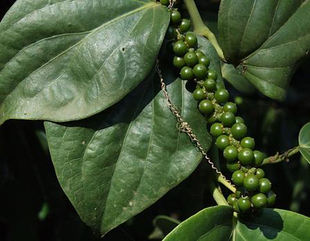 Black pepper, Plant, Cultivation, & Description